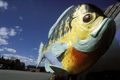 The World's Largest Bluegill, Orr, MN. One of the sites featured in the feature documentary World's Largest.